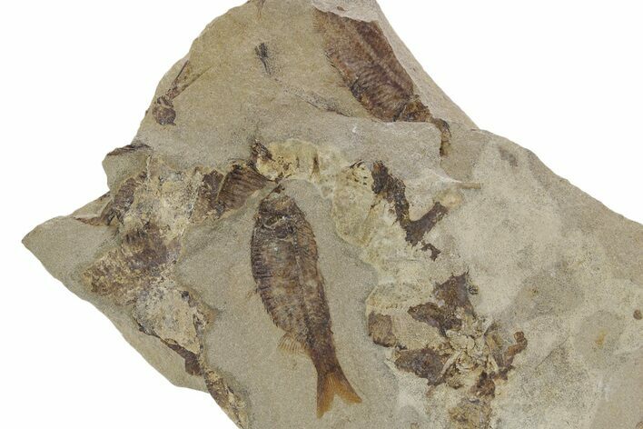 Fossil Fish (Gosiutichthys) Mortality Plate - Wyoming #357165